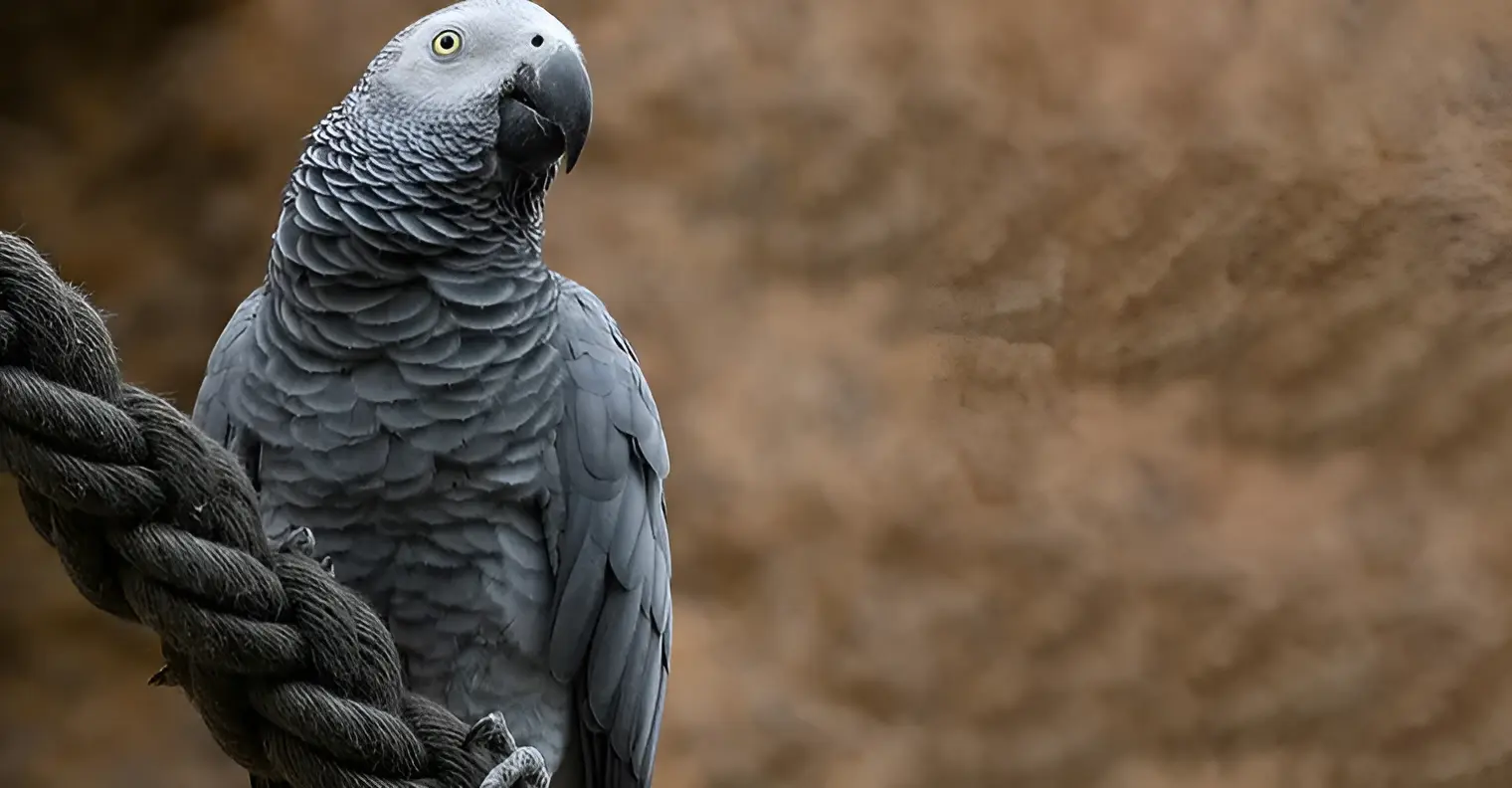 The African Grey Parrot