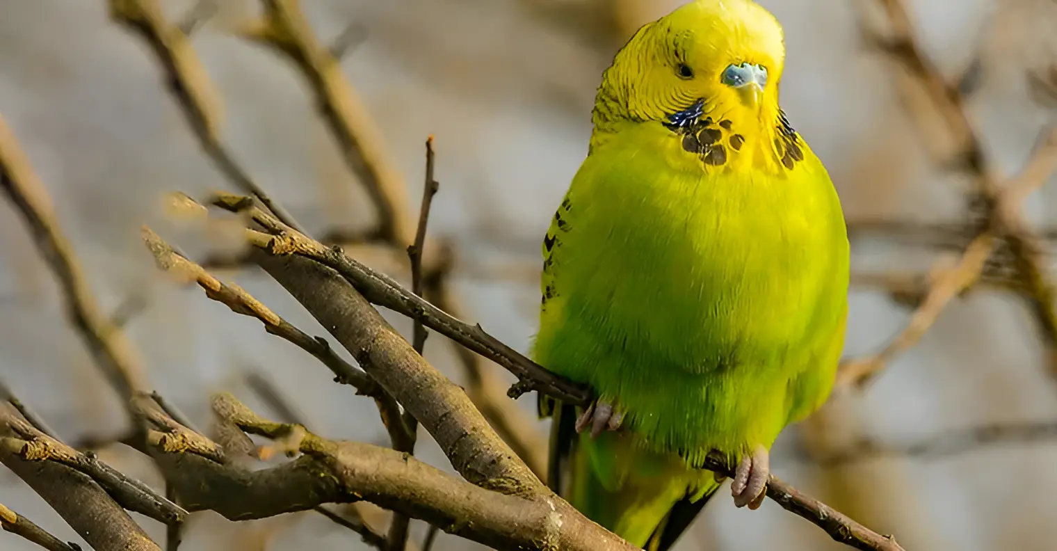 Budgerigar