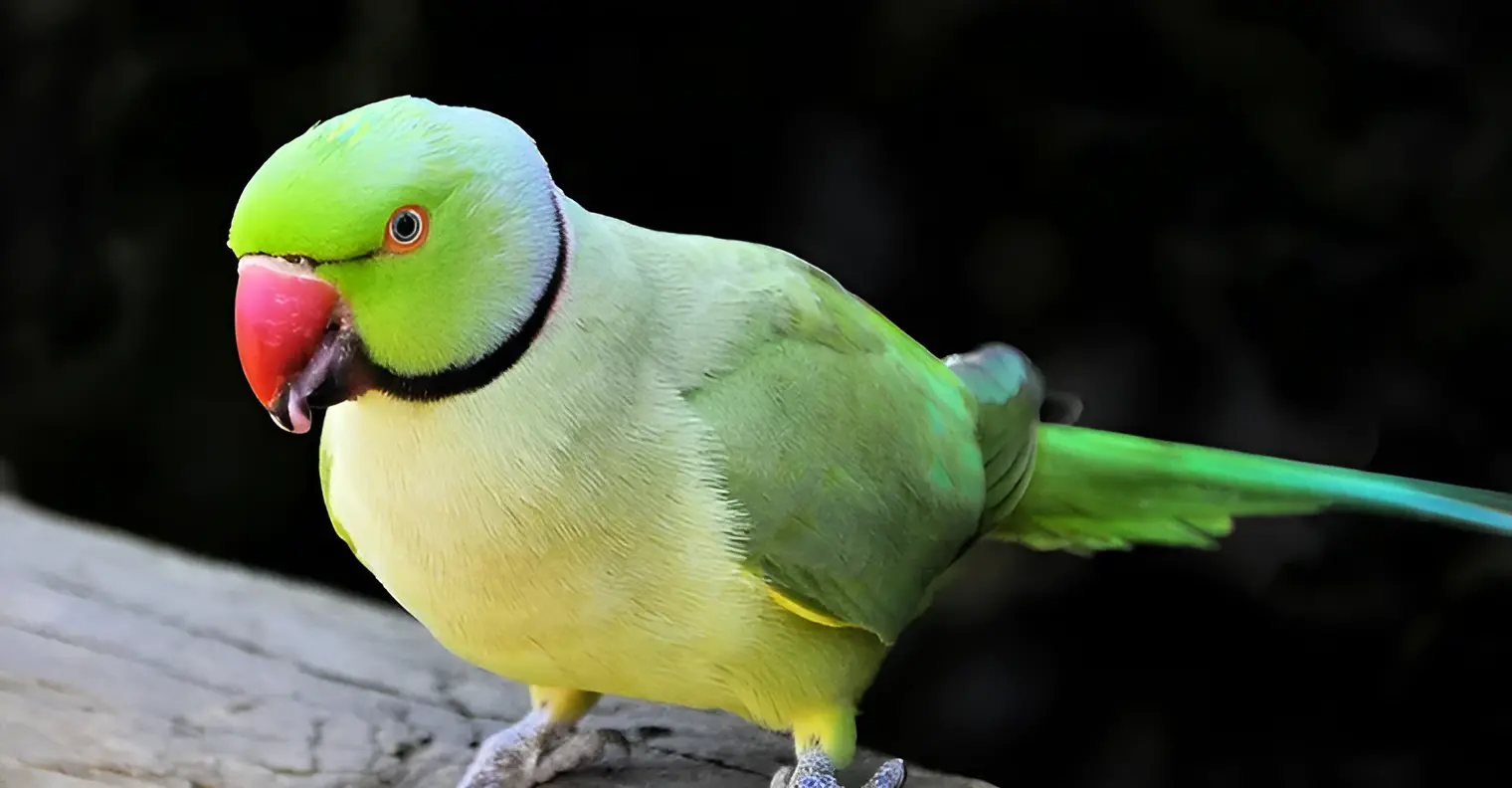 Indian Ringneck Parakeet