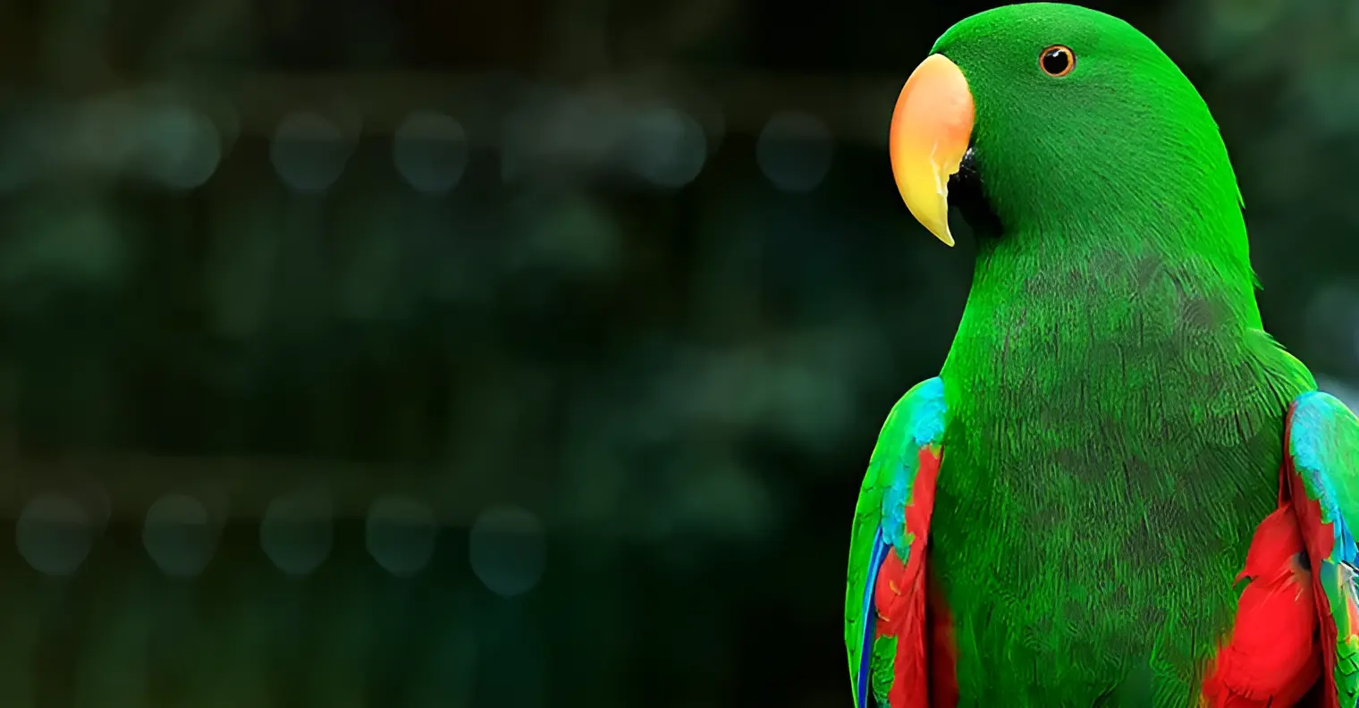 Eclectus Parrot